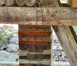 Regional Roger Orellana CICY Botanical Garden photo