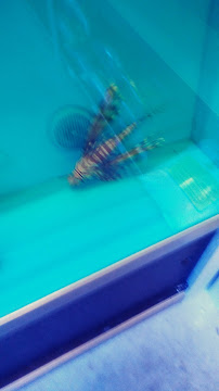 The Aquarium & Fish Store - Photo 6 - Car repair in Brandon, FL, Brandon