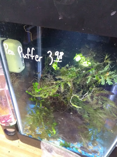 Tropical Fish Store «The Fish Store», reviews and photos, 12320 Lake City Way NE, Seattle, WA 98125, USA