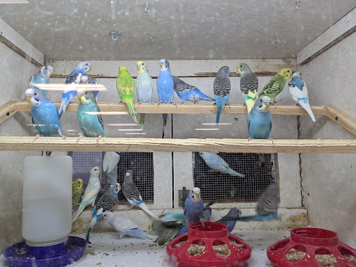 Pet Store «Forever Pets Inc», reviews and photos, 1030 Basse Rd, San Antonio, TX 78212, USA