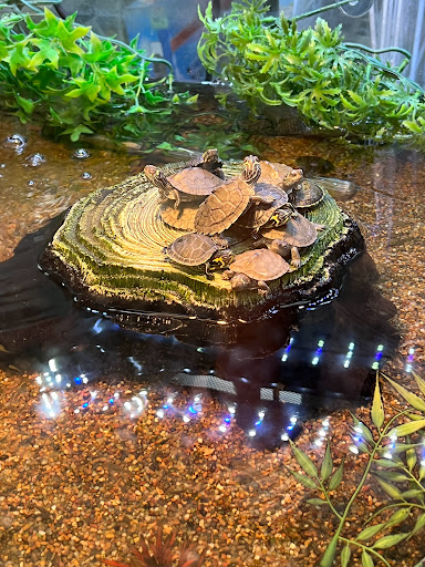 Pet Store «Petland South Orlando», reviews and photos, 3920 S Semoran Blvd, Orlando, FL 32822, USA