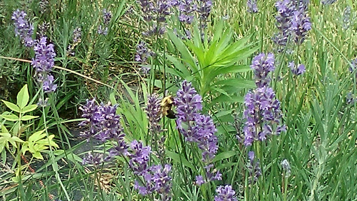 Tourist Attraction «Moonstone Lavender Gardens», reviews and photos, 1449 240th Ave, Thurman, IA 51654, USA