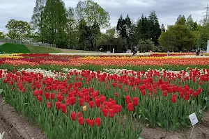Tonami Tulip Park image