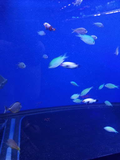 Pet Store «Tanks A Lot Aquariums», reviews and photos, 6680 Lantana Rd, Lake Worth, FL 33467, USA