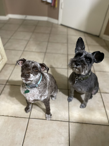 Pet Store «Natural Pawz - Pinecroft», reviews and photos, 1580 Lake Woodlands Dr, The Woodlands, TX 77380, USA