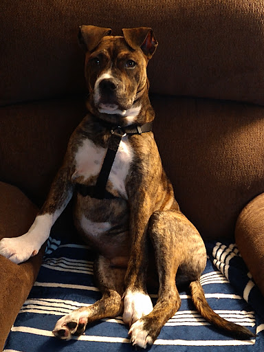 Pet Supply Store «PetSmart», reviews and photos, 1157 E North Ave, Belton, MO 64012, USA