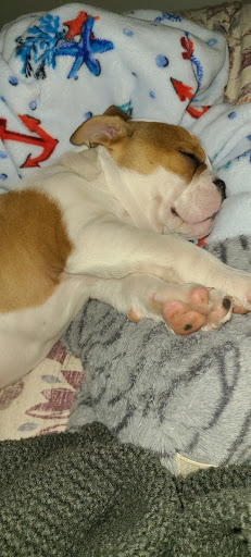 Pet Store «Village Pet Shop», reviews and photos, 701 N Black Horse Pike, Williamstown, NJ 08094, USA