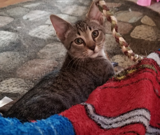 Pet Supply Store «PetSmart», reviews and photos, 3540 Youngfield St, Wheat Ridge, CO 80033, USA