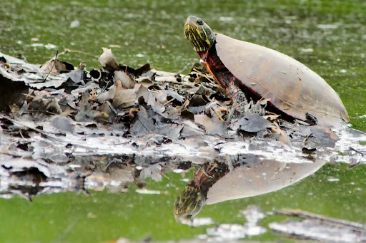 Park «Bronx River Park», reviews and photos, 2 Bronx River Pkwy, Scarsdale, NY 10583, USA