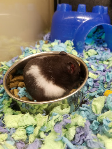 Pet Supply Store «PetSmart», reviews and photos, 7177 SE 29th St, Midwest City, OK 73110, USA