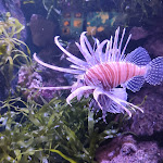 Photo n° 8 de l'avis de G'ny. fait le 13/09/2023 à 14:32 pour Aquarium d'Amnéville à Amnéville