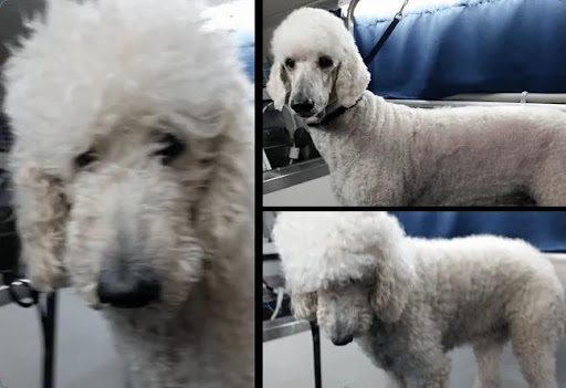 Pet Supply Store «Adogable PET SERVICES», reviews and photos, 4884 Sun City Center Blvd, Sun City Center, FL 33573, USA