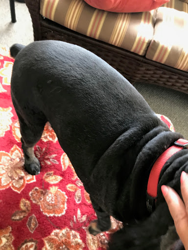 Pet Supply Store «PetSmart», reviews and photos, 150 E Blackstock Rd a, Spartanburg, SC 29301, USA