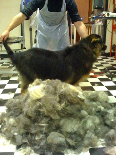 Absolutely Barking Dog Grooming Studio - Doncaster