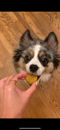 Doggone Co. Pet Services - Photo 9 - Car repair in , Jersey City