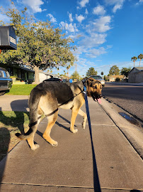 Burton and Dogs Inc - Photo 3 - Car repair in Phoenix, AZ, Chandler