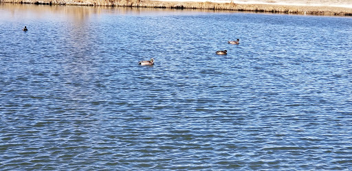 Park «Westminster City Park», reviews and photos, 10455 N Sheridan Blvd, Westminster, CO 80020, USA