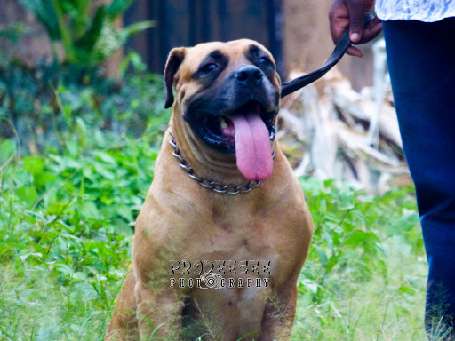 PUPPYPLACE NIGERIA, , Pet Supply Store, state Lagos