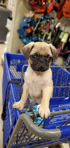 Pet Supply Store «PetSmart», reviews and photos, 1275 N Military Hwy, Norfolk, VA 23502, USA