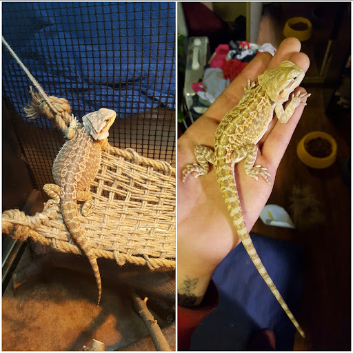 Pet Supply Store «Pet Club Rancho Cordova», reviews and photos, 2344 Sunrise Blvd, Rancho Cordova, CA 95670, USA