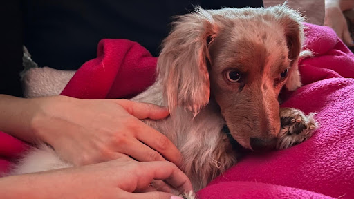 Pet Emergency Trauma Services image