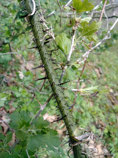 Nature Preserve «Subat Forest Preserve», reviews and photos, 4675-4999 Eldamain Rd, Plano, IL 60545, USA