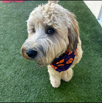 K9 Resorts Luxury Pet Hotel Stamford - Photo 6 - Car repair in Stamford, CT, Stamford