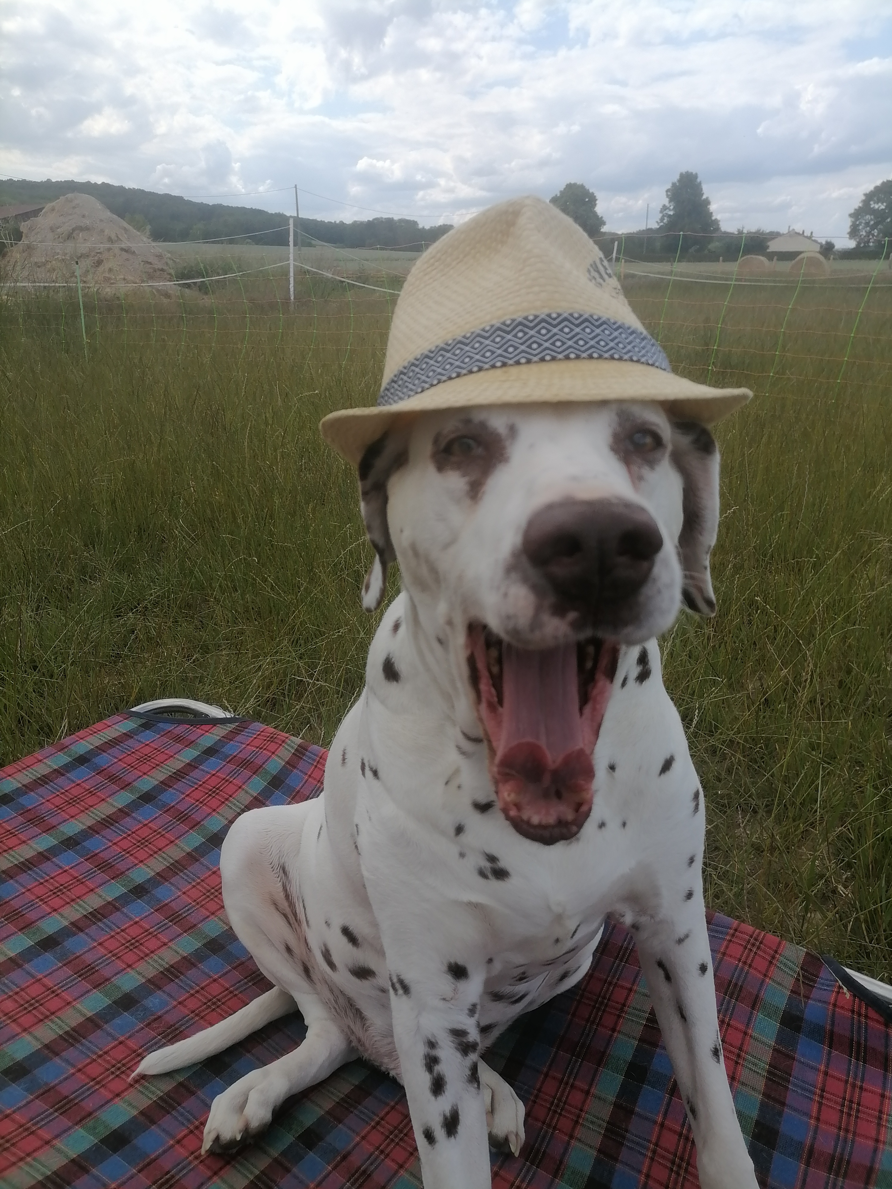 Photo n° 6 de l'avis de Guy.a fait le 16/06/2022 à 17:11