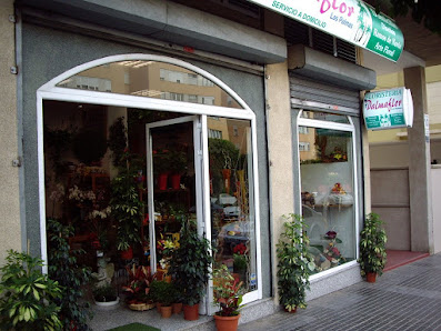 Floristería Dalmaflor Av Pintor Felo Monzón, 32, 35019 Las Palmas de Gran Canaria, Las Palmas, España