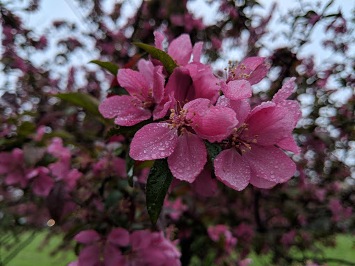 Park «Chicago Park District», reviews and photos, 5505 W Berteau Ave, Chicago, IL 60641, USA