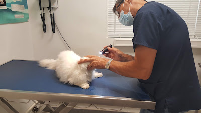 Clinique vétérinaire Univet Cannes Carnot à Cannes