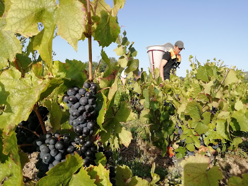 Domaine Romuald Petit à Saint-Vérand