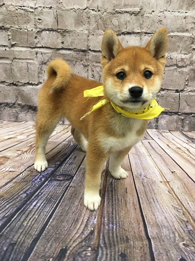 Pet Store «Happiness Is Pets», reviews and photos, 2936 Showplace Dr, Naperville, IL 60564, USA