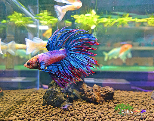 Cali's Tropical Fish