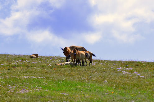 Photo of QV7H+GRR Khustai Mountains Rd