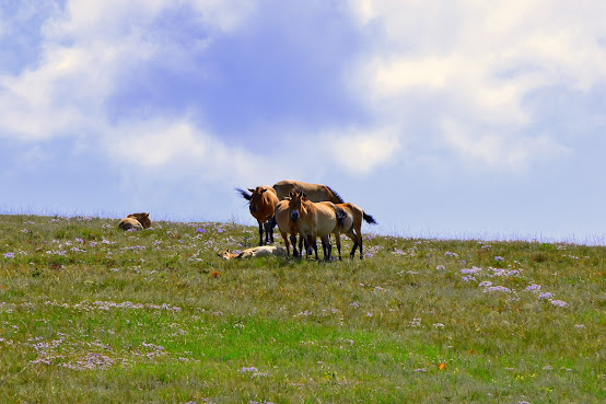 QV7H+GRR Khustai Mountains Rd by null