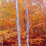 Photo n°6 de l'avis de S1.i fait le 01/11/2021 à 13:14 sur le  U'scertu-Altopiano di Rascino à Fiamignano