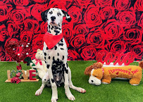 Camp Bow Wow Houston Hobby - Photo 5 - Car repair in Houston, TX, Pasadena