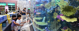 SeaQuatic Aquariums LLC. - Photo 4 - Car repair in Cape Coral, FL, Cape Coral