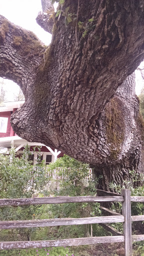 National Forest «Petrified Forest», reviews and photos