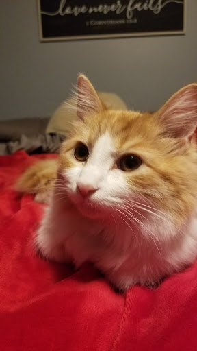 Pet Supply Store «Pet Valu», reviews and photos, 200 Biggs Blvd, Harrison, OH 45030, USA