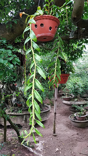 Vườn Lan Ngọc Hào