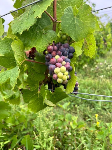 Winery «Good Harbor Vineyards», reviews and photos, 34 S Manitou Trail, Lake Leelanau, MI 49653, USA