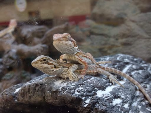 Pet Supply Store «Petco Animal Supplies», reviews and photos, 4013 W Walnut St, Rogers, AR 72756, USA