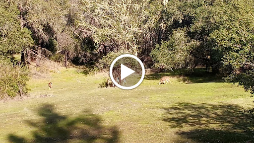 National Forest «Petrified Forest», reviews and photos