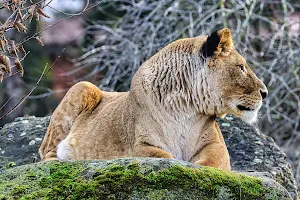 Löwe (Panthera leo) image