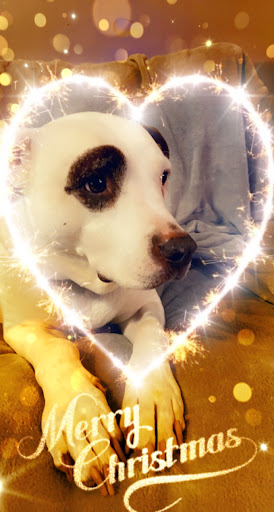 Pet Supply Store «Pet Supply Santa Clarita», reviews and photos, 26831 Bouquet Canyon Rd, Santa Clarita, CA 91350, USA