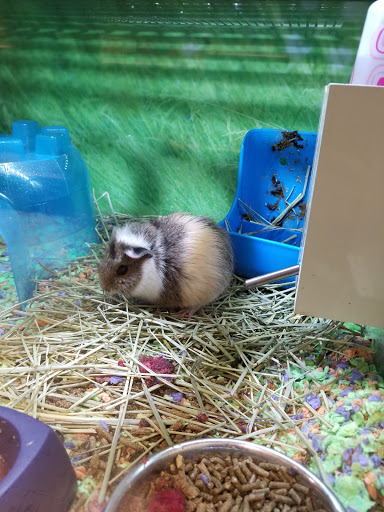 Pet Supply Store «PetSmart», reviews and photos, 1160 Stafford Market Pl, Stafford, VA 22556, USA