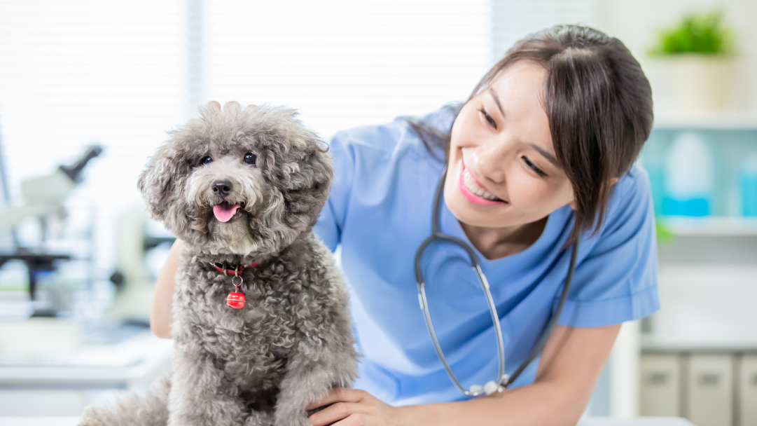 Pets and Vets as Partners