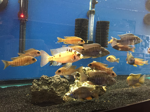 Hardy's Aquatics & Pets